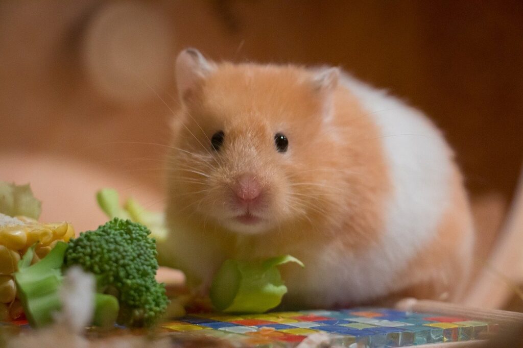 fatty foods for hamsters